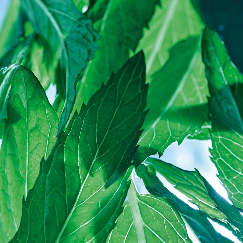 Nettoyant, Désincrustant & Points Noirs 3 en 1 - Pure Menthe