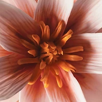 Vanilla Dew Hair & Body Mist