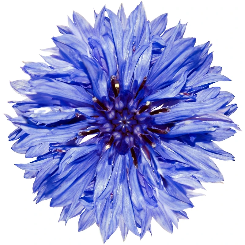 Klorane Ling Demaq Bleuet