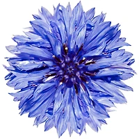 Klorane Ling Demaq Bleuet