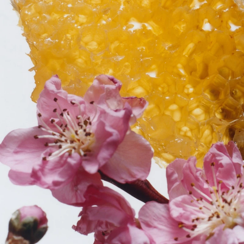 Nectarine Blossom & Honey Cologne