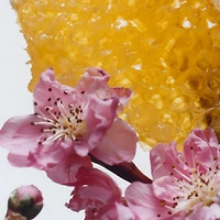 Nectarine Blossom & Honey Cologne