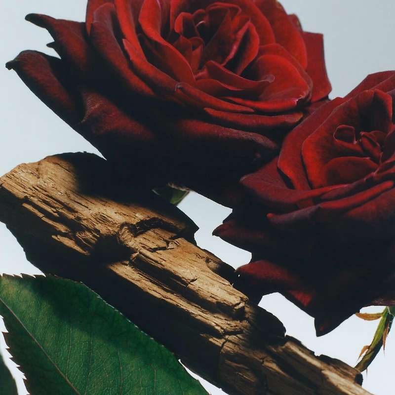 Velvet Rose & Oud Cologne Intense