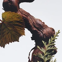 Cypress & Grapevine Cologne Intense