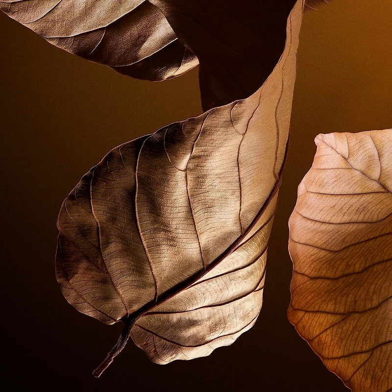 The One Pour Homme Parfum with Tobacco