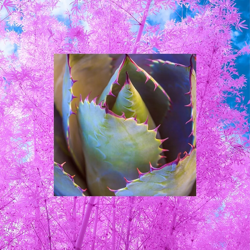 Shampoing Raw Sugar Not So Dry - Aloès + Bambou - 120 ml