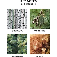 Bougie à trois mèches Bouleau et pin