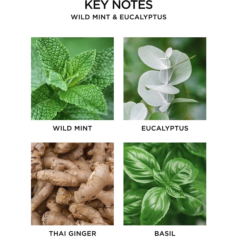 Cartouche de rechange pour diffuseur mural Menthe sauvage et eucalyptus