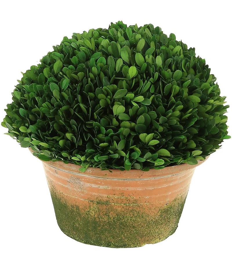 Mark Roberts Boxwood Topiary- 12#double;
