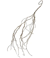 Mark Roberts Dried ft. Vine