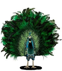 Mark Roberts Open Tail Feather Peacock- 22 x 23 Inch.