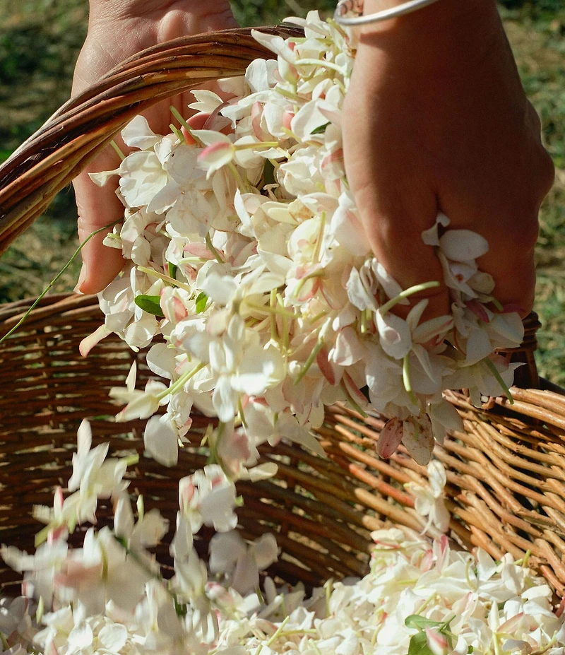 Acqua di Parma Gelsomino a Freddo Eau de Parfum