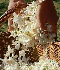 Acqua di Parma Gelsomino a Freddo Eau de Parfum