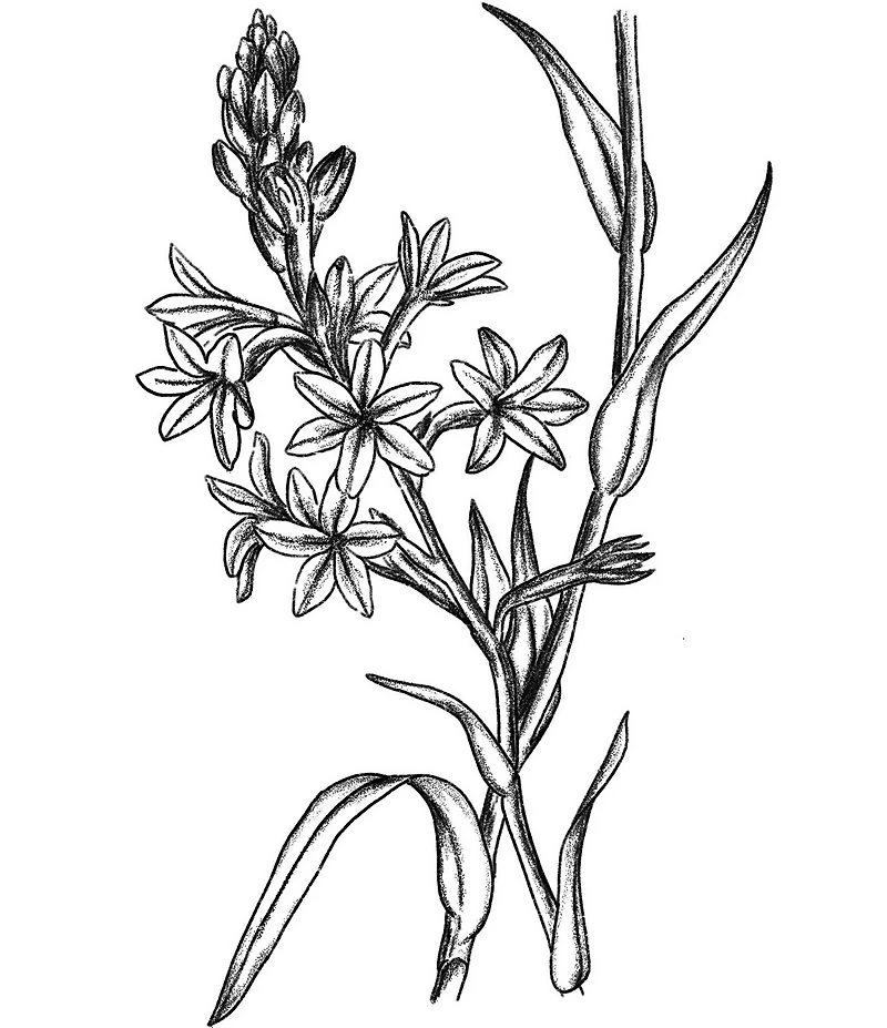 Amouage Love Tuberose Eau de Parfum