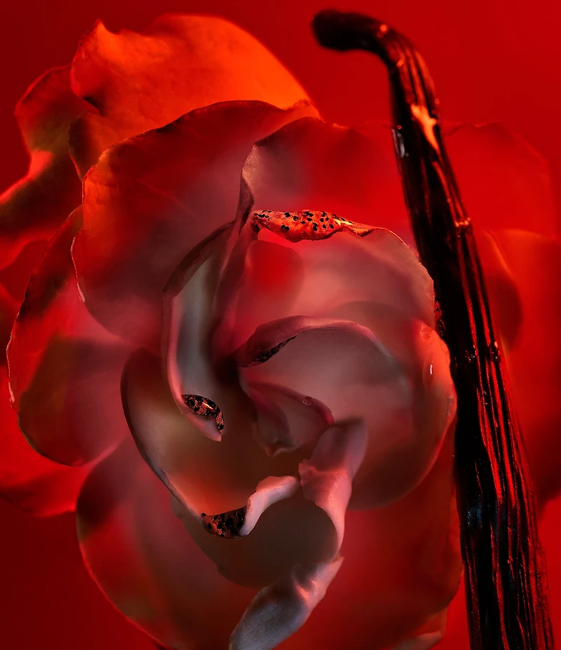 Bvlgari Allegra Baciami Eau de Parfum 3-Piece Gift Set