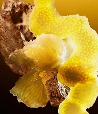 Bvlgari Le Gemme Tygar Eau de Parfum