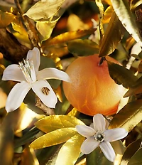 Bvlgari Le Gemme Tygar Eau de Parfum