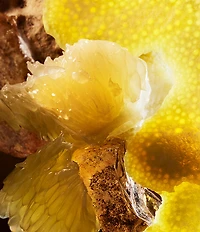 Bvlgari Le Gemme Tygar x Refik Anadol Eau de Parfum Limited Edition