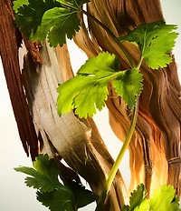 Bvlgari Man Wood Essence Eau de Parfum