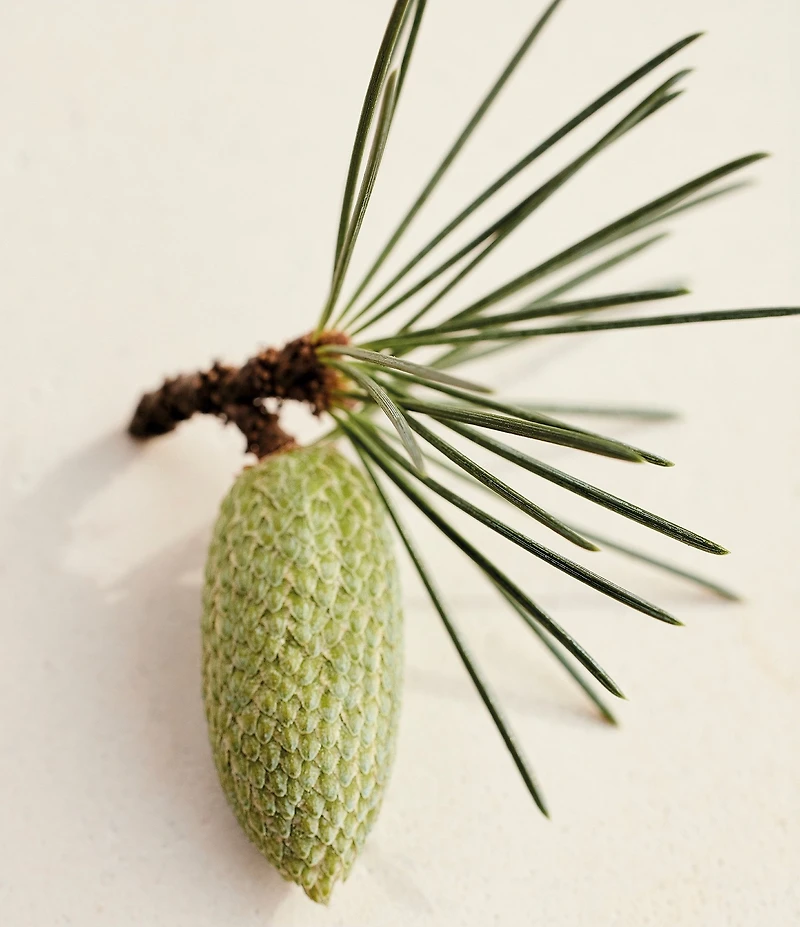 Chloe Atelier des Fleurs Cedrus Eau de Parfum