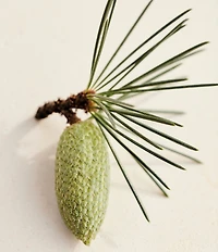 Chloe Atelier des Fleurs Cedrus Eau de Parfum