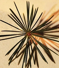 Chloe Atelier des Fleurs Cedrus Intense Eau de Parfum