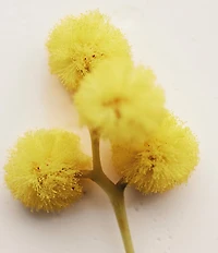 Chloe Atelier des Fleurs Herba Mimosa Eau de Parfum