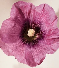 Chloe Atelier des Fleurs Hibiscus Abelmoschus Eau de Parfum