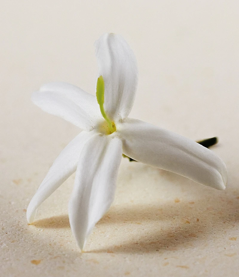 Chloe Atelier des Fleurs Jasminum Sambac Eau de Parfum