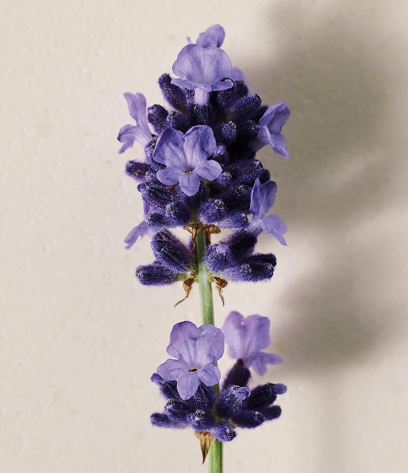 Chloe Atelier des Fleurs Lavanda Eau de Parfum