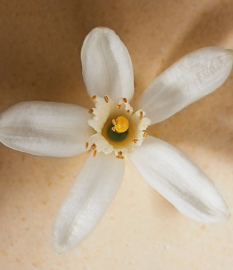 Chloe Atelier des Fleurs Neroli Eau de Parfum