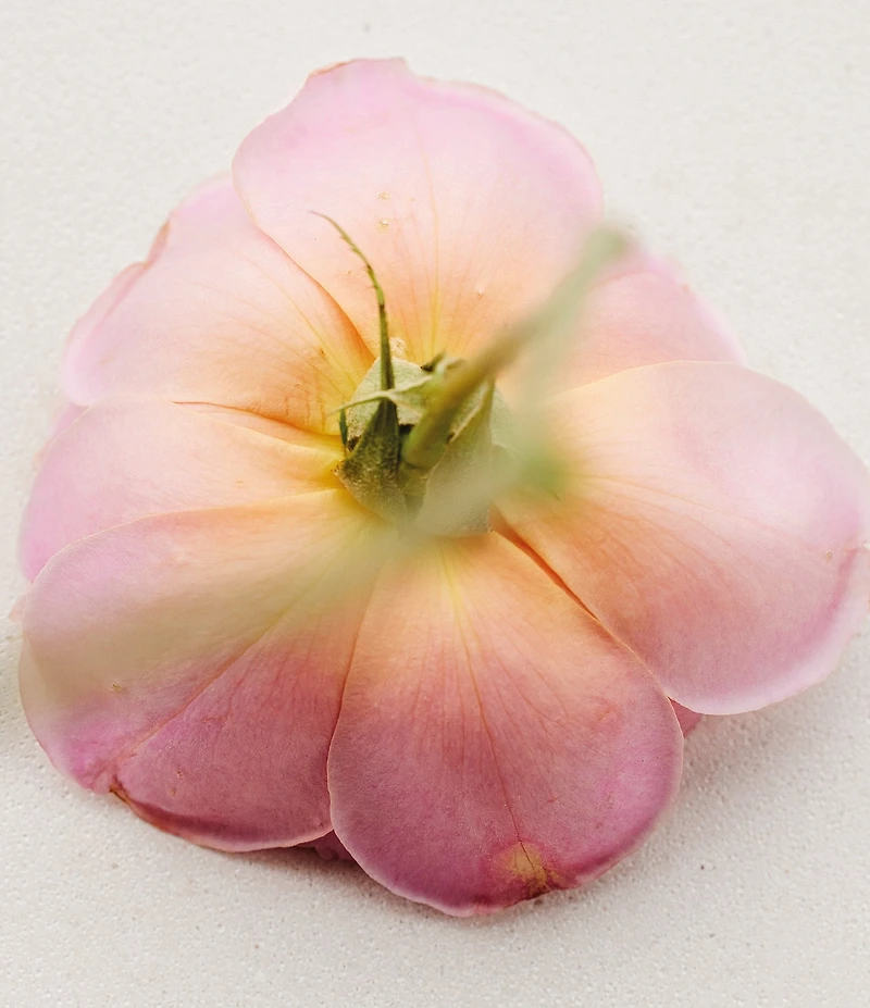 Chloe Atelier des Fleurs Rosa Damascena Eau de Parfum