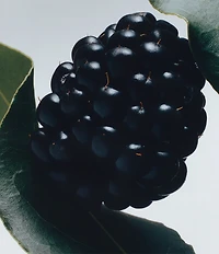 Jo Malone London Blackberry & Bay Hand Cream
