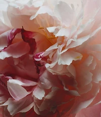 Jo Malone London Peony & Blush Suede Body Creme