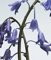 Jo Malone London Wild Bluebell Body Creme