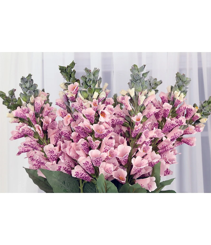 Mark Roberts Foxglove 32#double; Box Set of 12