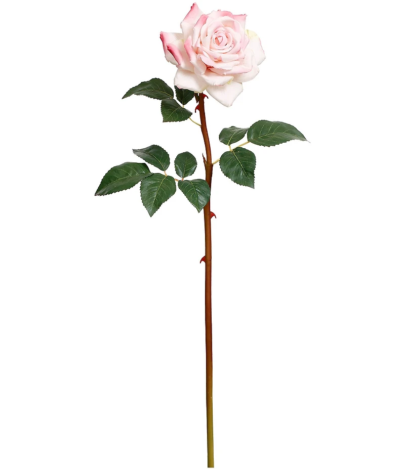 Mark Roberts Prize Rose, Boxed Set of 12