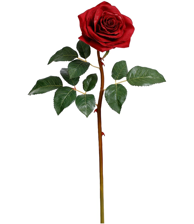 Mark Roberts Prize Rose, Boxed Set of 12