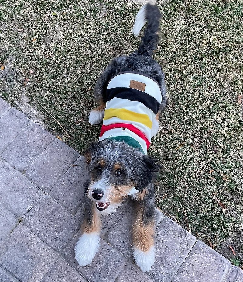 Pendleton Glacier National Park Striped Dog Sweater Vest