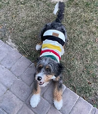 Pendleton Glacier National Park Striped Dog Sweater Vest