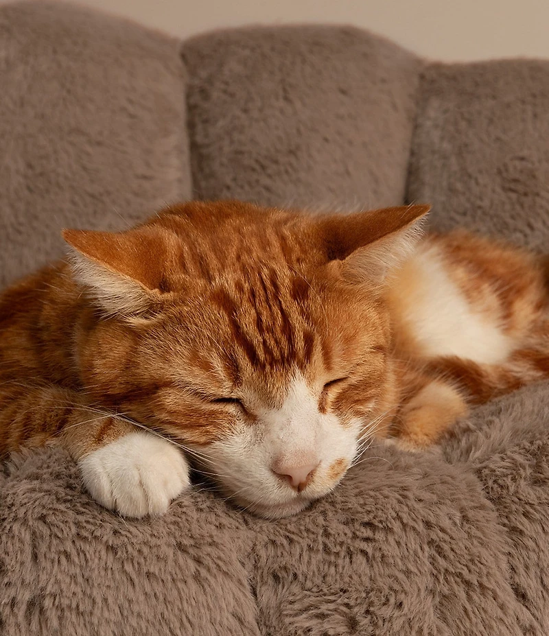 Tavo Pet Shell™ Pet Bed And Swaying Lounger