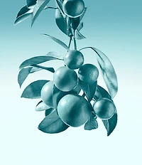 Tiffany & Co. Tiffany Eau de Parfum Spray