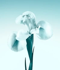 Tiffany & Co. Tiffany Eau de Parfum Spray