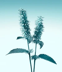 Tiffany & Co. Tiffany Eau de Parfum Spray