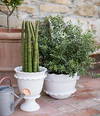 VIETRI Rustic Garden Ruffle Round Planter