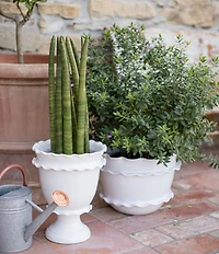 VIETRI Rustic Garden White Ruffle Tall Footed Cachepot