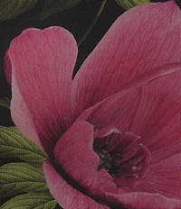 Vince Camuto Off The Shoulder Mesh Floral Sheath Gown