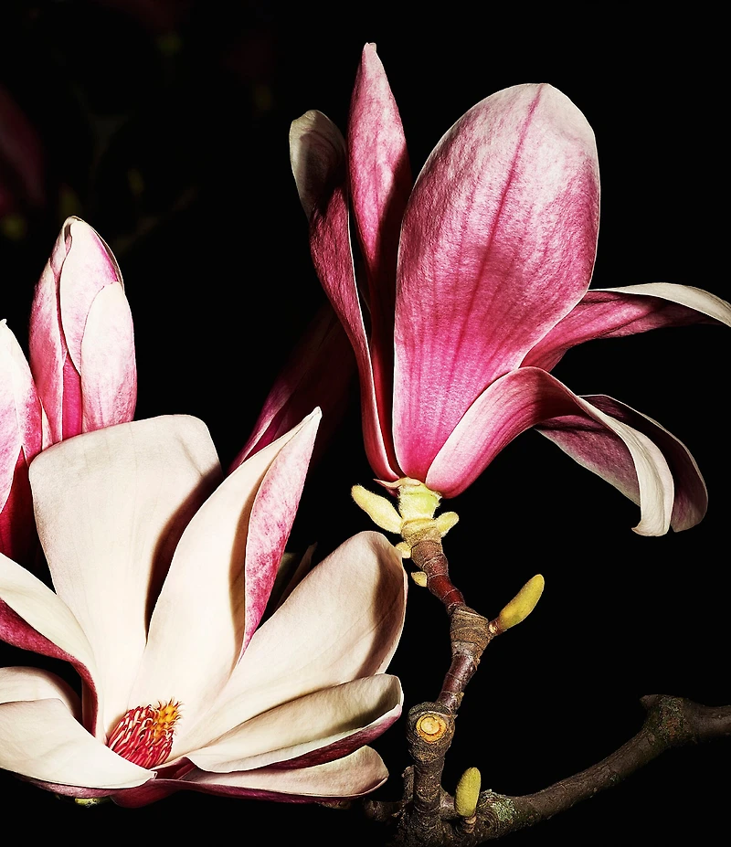 Yves Saint Laurent Le Vestiaire des Parfums Jumpsuit Eau de Parfum