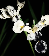 Yves Saint Laurent Le Vestiaire des Parfums Muse Eau de Parfum