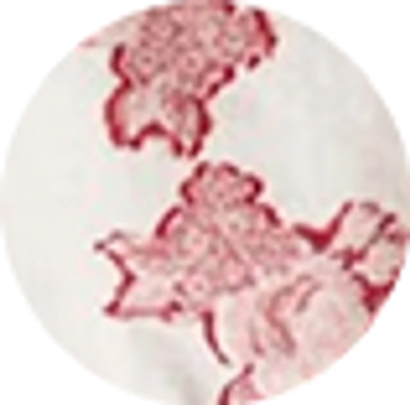 Billy Reid Floral Jacquard Short-sleeve Shirt